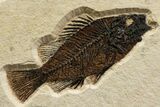 Fossil Palm and Fish Mural - Green River Formation, Wyoming #342428-6